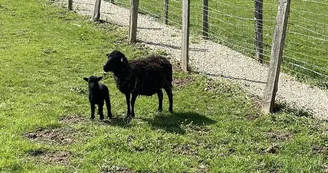 Ferme de Brossard - Ferme Pédagogique_enfantsEtAnimaux_7
