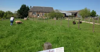 Ferme de Brossard - Ferme Pédagogique_enclosMoutons_3