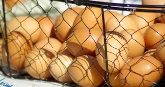 Oeufs Oeufs
