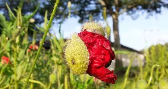 Une belle fleur à naître ... Une belle fleur à naître ...