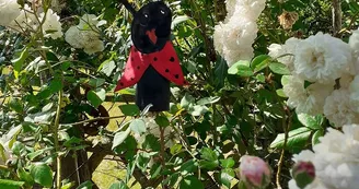 Une belle coccinelle dans le jardin Une belle coccinelle dans le jardin