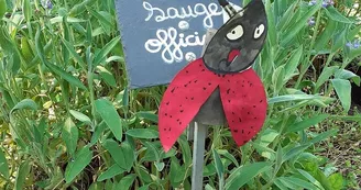 La sauge pousse dans le jardin ... La sauge pousse dans le jardin ...