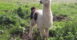 lama