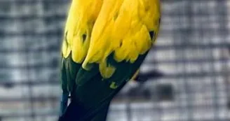 oiseaux 2025
