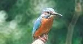 3709-jardindesoiseauxmenigoutte.jpg_1