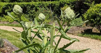 jardin1