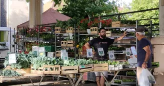 Marché Mugron jeudi - plants fleurs