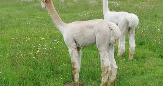 Alpagas-Mon-Pérou-Montpon-blancs