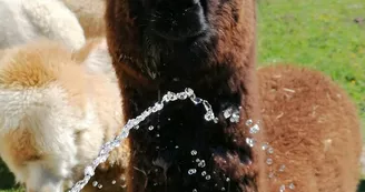Alpagas-Mon-Pérou-Montpon-eau
