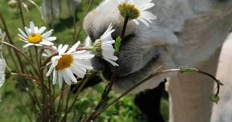 Alpagas-Mon-Pérou-Montpon-fleurs