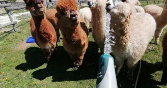 Alpagas-Mon-Pérou-Montpon-groupe