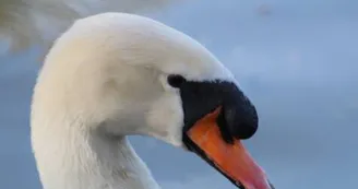 Cygne Cygne