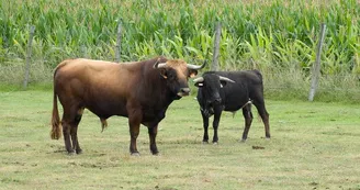 Ganaderia Maynus_6
