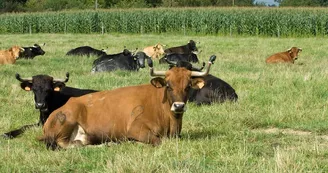 Ganaderia Maynus_5