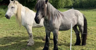 chevaux