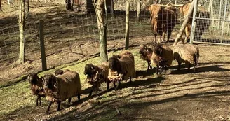 Moutons et vaches