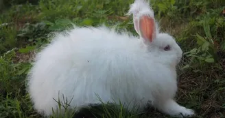 FermeDeTonguy-Beynat_lapin_3