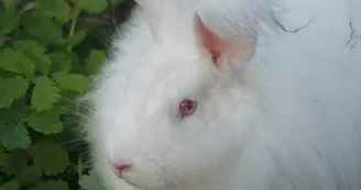 FermeDeTonguy-Beynat_lapin2_4
