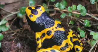 Exotic Park - Lescar - grenouille Exotic Park - Lescar - grenouille