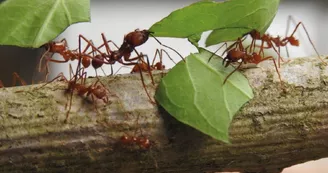 Exotic Park - Lescar - fourmis Exotic Park - Lescar - fourmis