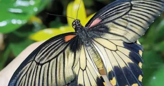 Exotic Park - Lescar - papillon 1 Exotic Park - Lescar - papillon 1