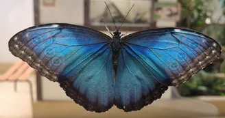 Exotic Park - Lescar - papillon 2 Exotic Park - Lescar - papillon 2