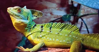 Exotic Park - Lescar - lezard Exotic Park - Lescar - lezard