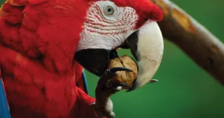 Exotic Park - Lescar - perroquet Exotic Park - Lescar - perroquet