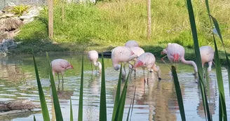 Exotic Park - Lescar - flamands roses Exotic Park - Lescar - flamands roses