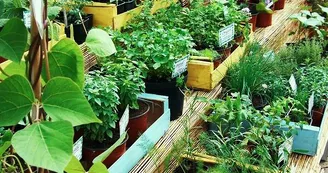 Plantes Plantes