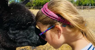 Alpaca cuddle