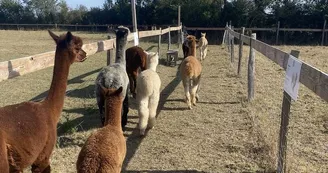 argentonnay-ferme-alpagas