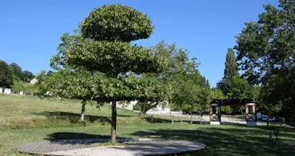 tilleul-a-danser-jaure--12-