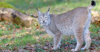 Lynx, Zoodyssée, parc animalier à Villiers-en-Bois Lynx, Zoodyssée, parc animalier à Villiers-en-Bois