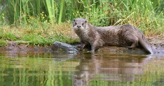 La loutre d'Europe, Zoodyssée, parc animalier à Villiers-en-Bois La loutre d'Europe, Zoodyssée, parc animalier à Villiers-en-Bois