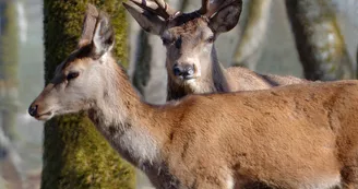 Cerf élaphe, Zoodyssée, parc animalier à Villiers-en-Bois Cerf élaphe, Zoodyssée, parc animalier à Villiers-en-Bois
