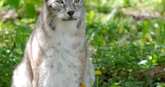 Zoodyssée - Lynx Zoodyssée - Lynx
