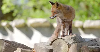 Renard, Zoodyssée, parc animalier à Villiers-en-Bois Renard, Zoodyssée, parc animalier à Villiers-en-Bois