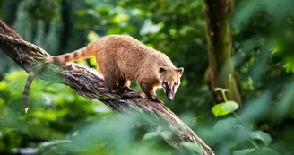 coatis roux coatis roux