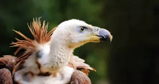 Vautour Vautour