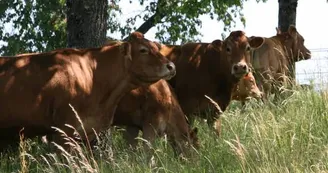 La ferme de Chrystelle-albussac-vaches_2