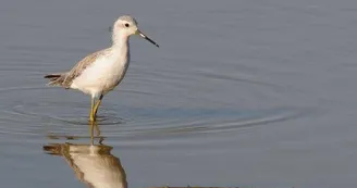 Autre espèce rare déjà observée ici, l'élégant chevalier stagnatile