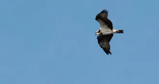 Balbuzard pêcheur en migration