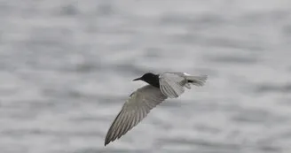 En migration, la guifette noire fréquente le lac