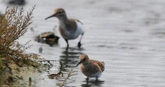 Plus rare, le bécasseau de temminck est néanmoins de passage ici