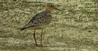 Quelques raretés peuvent être vues, comme ce bécasseau rousset