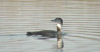 Régulier sur les lacs intérieurs en hiver, le plongeon imbrin