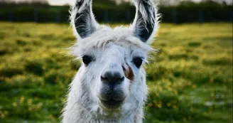 Nectar, lama du Territoire des Lamas & Alpagas au Parc Nectar, lama du Territoire des Lamas & Alpagas au Parc