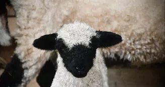 Thalès, bébé Nez noirs du Valais Thalès, bébé Nez noirs du Valais