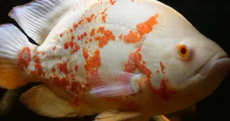 10. POISSON OSCAR 10. POISSON OSCAR